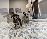 Small #3 American Pit Bull Terrier Mix