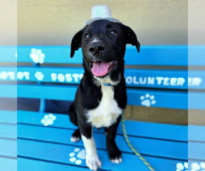 Labrador Retriever Dogs for adoption in Long Beach, CA, USA