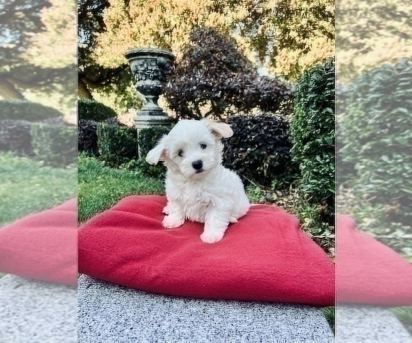 Medium Photo #7 Maltese Puppy For Sale in HAYWARD, CA, USA