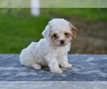Small #1 Poodle (Toy)