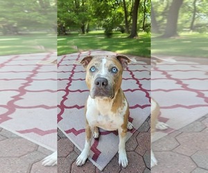 Mutt Dogs for adoption in Westwood, NJ, USA