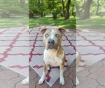 Small Mutt