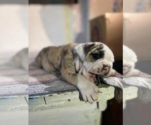 Bulldog Puppy for sale in N LAS VEGAS, NV, USA