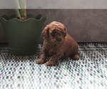 Puppy 5 Poodle (Toy)