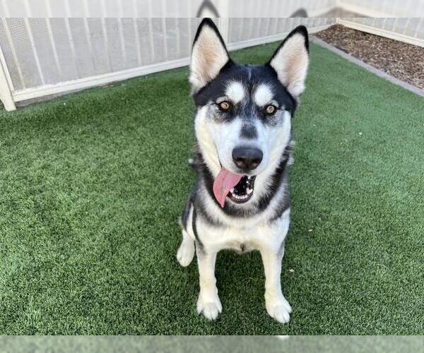 Medium Photo #2 Siberian Husky Puppy For Sale in Corona, CA, USA