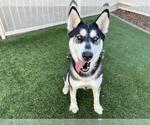 Small #1 Siberian Husky