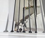 Small #3 Huskies  Mix