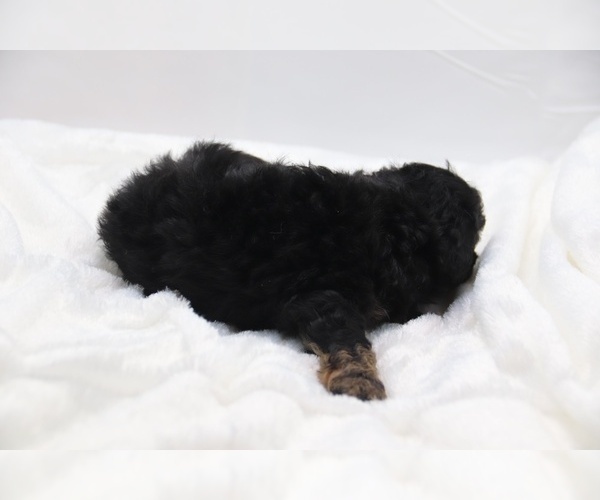 Medium Photo #24 Cockapoo Puppy For Sale in RIPLEY, TN, USA