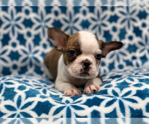 Faux Frenchbo Bulldog Puppy for sale in LAKELAND, FL, USA