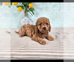 Small #1 Cavapoo (Standard)