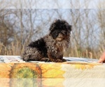Small #35 ShihPoo