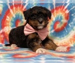 Small #2 Border Collie-Poodle (Miniature) Mix