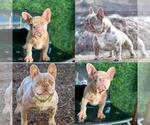 Small Photo #4 French Bulldog Puppy For Sale in PARADISE VALLEY, AZ, USA
