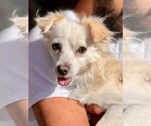 Spaniel-Unknown Mix Dogs for adoption in Dana Point, CA, USA