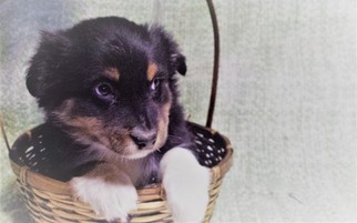 Miniature Australian Shepherd Puppy for sale in ARTHUR, IL, USA