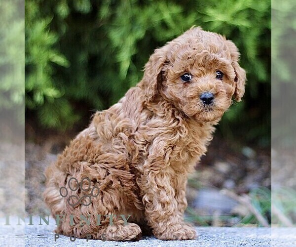 Medium Photo #4 Goldendoodle (Miniature) Puppy For Sale in KINZERS, PA, USA