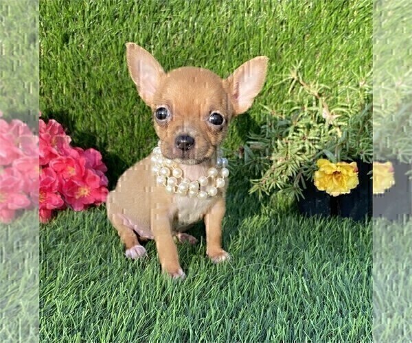 Medium Photo #1 Chihuahua Puppy For Sale in ORLANDO, FL, USA