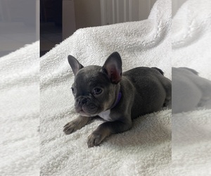 French Bulldog Puppy for sale in WATAUGA, TX, USA