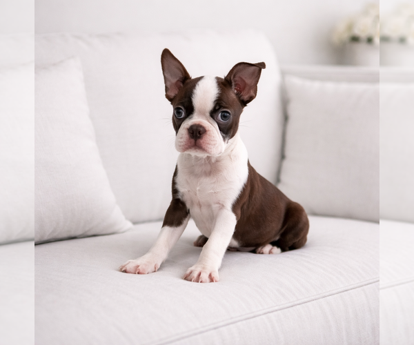 Medium Photo #2 Boston Terrier Puppy For Sale in HESPERIA, CA, USA
