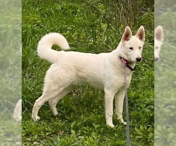 Medium Photo #2 Huskies -Unknown Mix Puppy For Sale in Crystal, MN, USA
