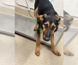 German Shepherd Dog-Unknown Mix Dogs for adoption in Grand Prairie, TX, USA
