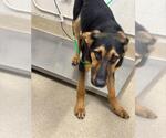Small German Shepherd Dog Mix