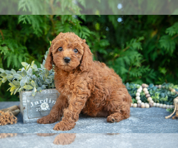 Medium Photo #2 Cavapoo (Miniature) Puppy For Sale in KIRKWOOD, PA, USA