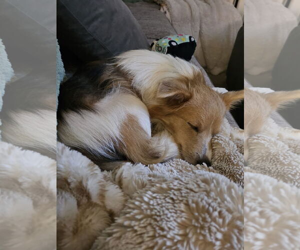 Medium Photo #2 Beagle-Unknown Mix Puppy For Sale in Dublin, OH, USA