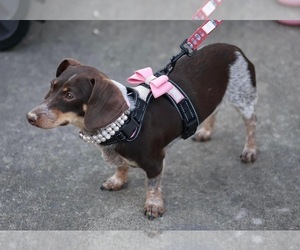 Mother of the Dachshund puppies born on 04/21/2025