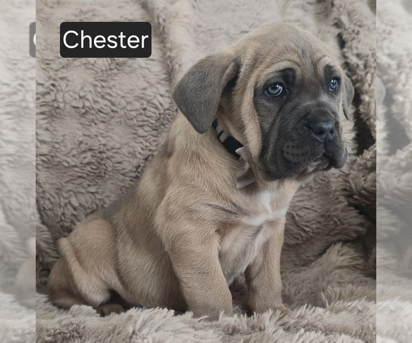 Medium Photo #3 Cane Corso Puppy For Sale in MINERAL WELLS, WV, USA
