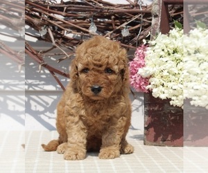 Goldendoodle (Miniature) Puppy for sale in FREDERICKSBURG, OH, USA