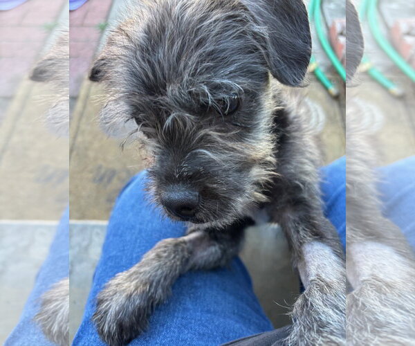 Medium Photo #7 Mutt Puppy For Sale in Corona, CA, USA