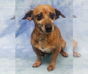Dachshund Dogs for adoption in Wetumpka, AL, USA