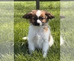 Small #2 Papillon