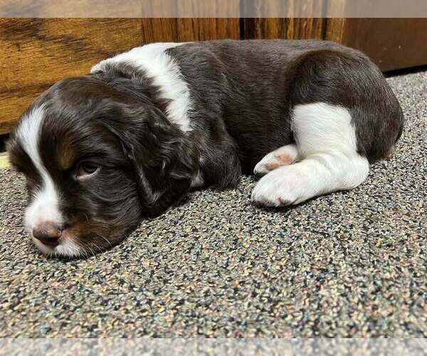 Medium Photo #2 English Springer Spaniel Puppy For Sale in FAYETTE, OH, USA