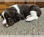 Small #1 English Springer Spaniel