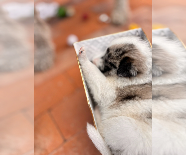 Medium Photo #2 Akita-Bernedoodle Mix Puppy For Sale in TUCSON, AZ, USA