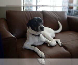 VON - Male German Shorthaired Pointer-Unknown Mix Dog for Adoption - Photo #9