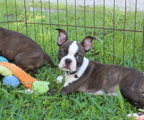 Medium Photo #4 Boston Terrier Puppy For Sale in BROOKSVILLE, FL, USA