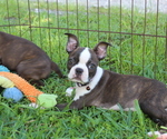 Small #3 Boston Terrier
