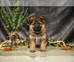Medium German Shepherd Dog