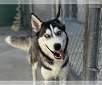 Small #2 Siberian Husky