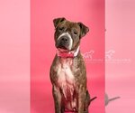 Small #5 American Pit Bull Terrier-Chinese Shar-Pei Mix