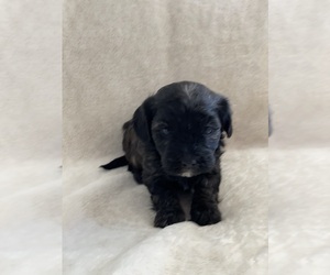Maltipoo Puppy for sale in CLEVELAND, TN, USA