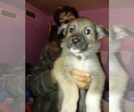 Small Photo #9 German Shepherd Dog-Golden Pyrenees Mix Puppy For Sale in CHICAGO, IL, USA