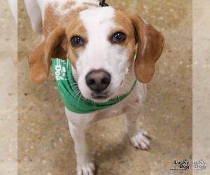 Poppyseed - Female Mutt Dog for Adoption - Photo #2