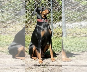 Mother of the Doberman Pinscher puppies born on 08/20/2025