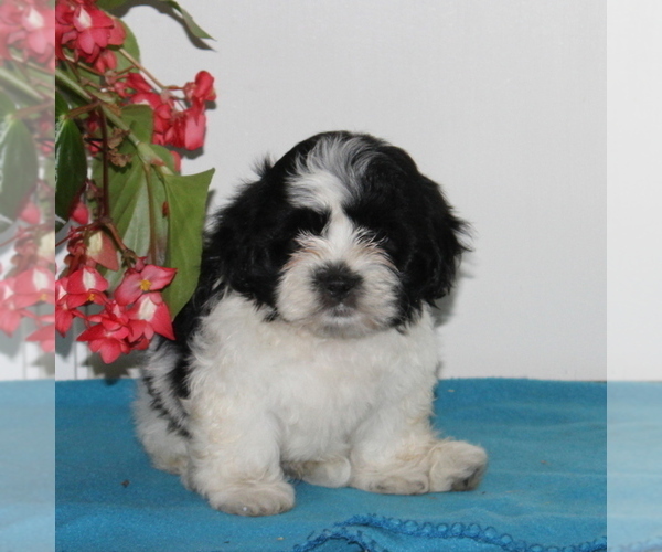 Medium Photo #1 Zuchon Puppy For Sale in QUARRYVILLE, PA, USA