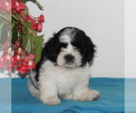 Small Photo #1 Zuchon Puppy For Sale in QUARRYVILLE, PA, USA