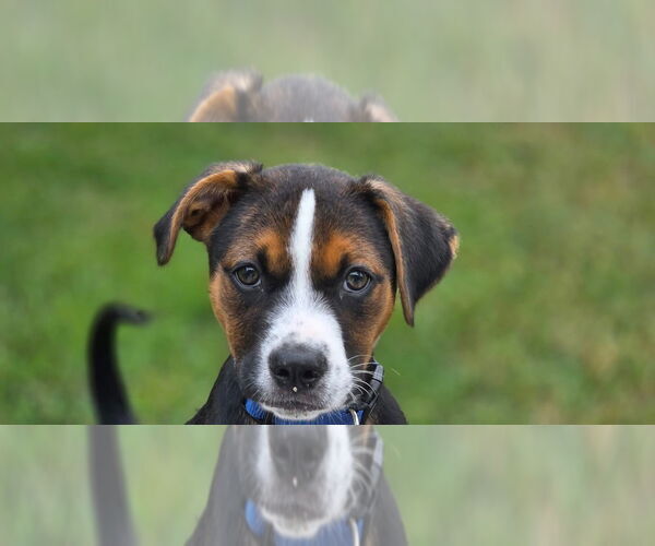 Medium Photo #14 Mutt Puppy For Sale in OKLAHOMA CITY, OK, USA